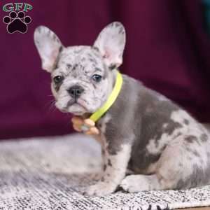 Allie, French Bulldog Puppy